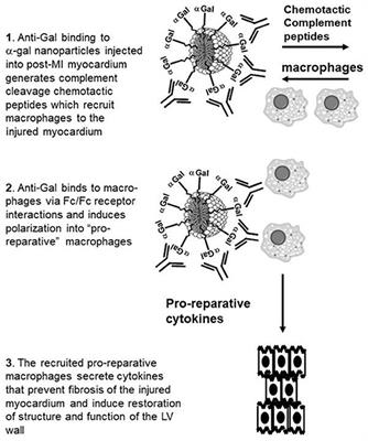 Near Complete Repair After Myocardial Infarction in Adult Mice by Altering the Inflammatory Response With Intramyocardial Injection of α-Gal Nanoparticles